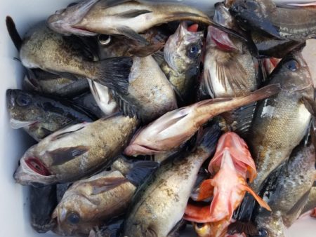 オーフリー 釣果