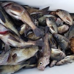 オーフリー 釣果