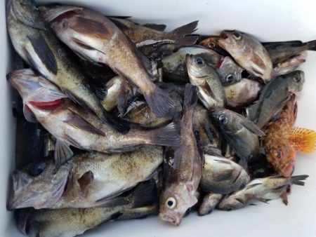 オーフリー 釣果