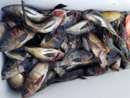 オーフリー 釣果