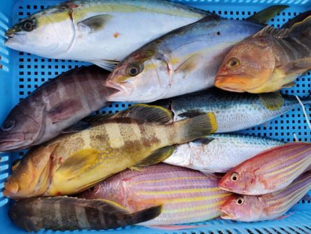 ブルーピア 釣果