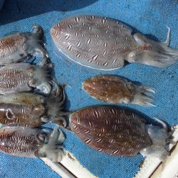 十八宝洋丸 釣果