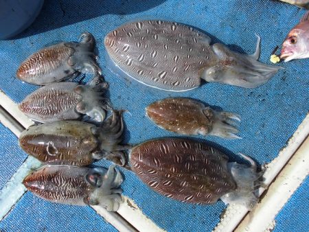 十八宝洋丸 釣果