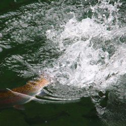 小菅トラウトガーデン 釣果