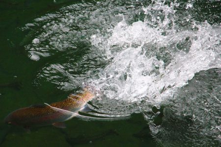 小菅トラウトガーデン 釣果