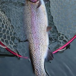 小菅トラウトガーデン 釣果