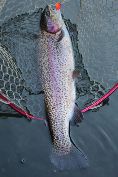 小菅トラウトガーデン 釣果