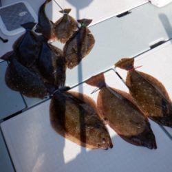 遊漁船 幸友丸 釣果