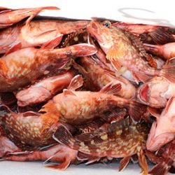 松本釣船２ 釣果