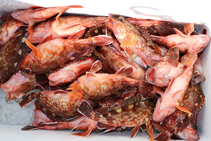 松本釣船２ 釣果