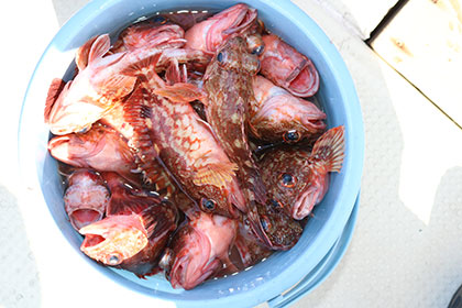 松本釣船２ 釣果