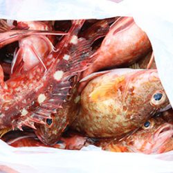 松本釣船２ 釣果