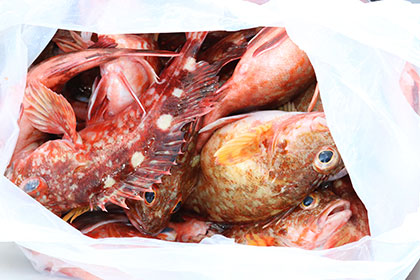 松本釣船２ 釣果