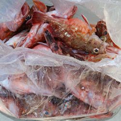 松本釣船２ 釣果