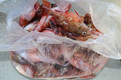 松本釣船２ 釣果