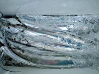 おおせき丸 釣果