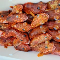 オーフリー 釣果