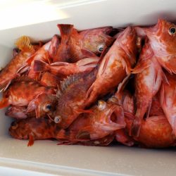 オーフリー 釣果