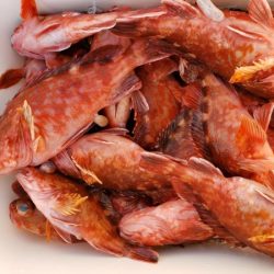 オーフリー 釣果