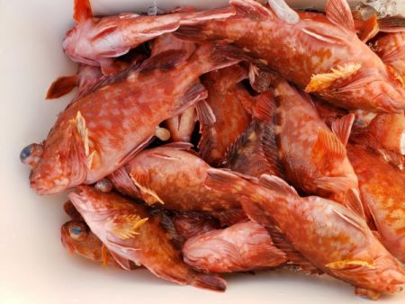 オーフリー 釣果