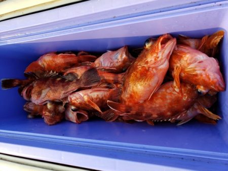 オーフリー 釣果