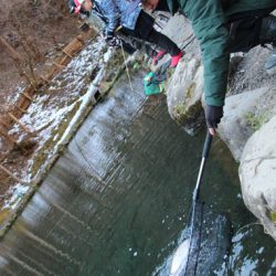 小菅トラウトガーデン 釣果