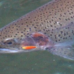 小菅トラウトガーデン 釣果