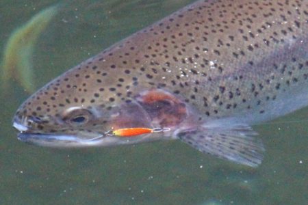 小菅トラウトガーデン 釣果