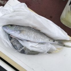 本部釣りイカダ 釣果