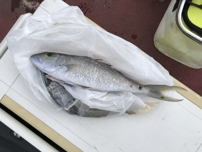 本部釣りイカダ 釣果