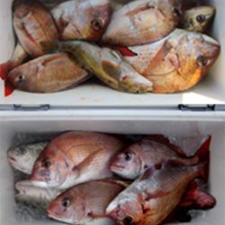 来温丸(らいおんまる) 釣果