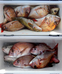 来温丸（らいおんまる） 釣果