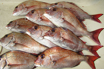 松本釣船２ 釣果