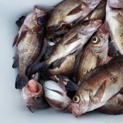 オーフリー 釣果