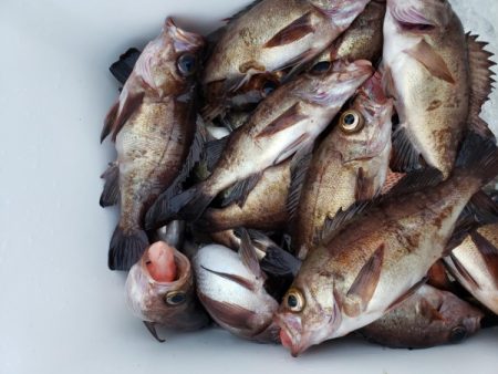 オーフリー 釣果