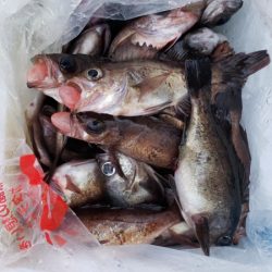 オーフリー 釣果