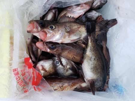 オーフリー 釣果