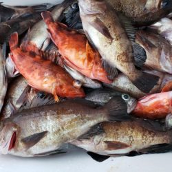 オーフリー 釣果