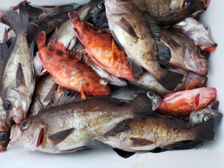 オーフリー 釣果