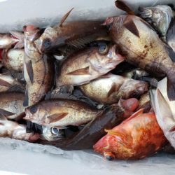 オーフリー 釣果