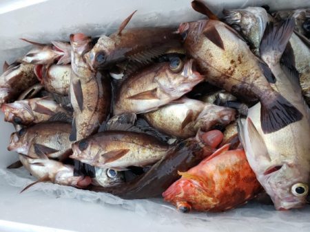 オーフリー 釣果