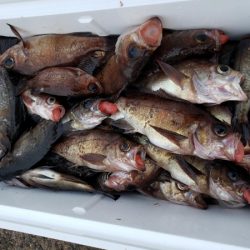 オーフリー 釣果