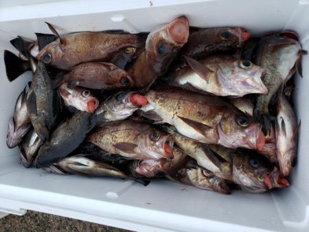 オーフリー 釣果