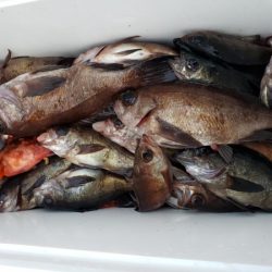 オーフリー 釣果