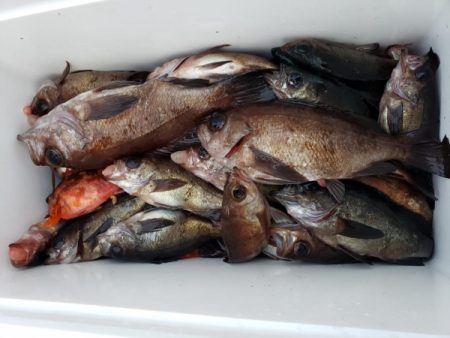 オーフリー 釣果