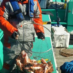 モンロー号 釣果