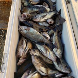 オーフリー 釣果