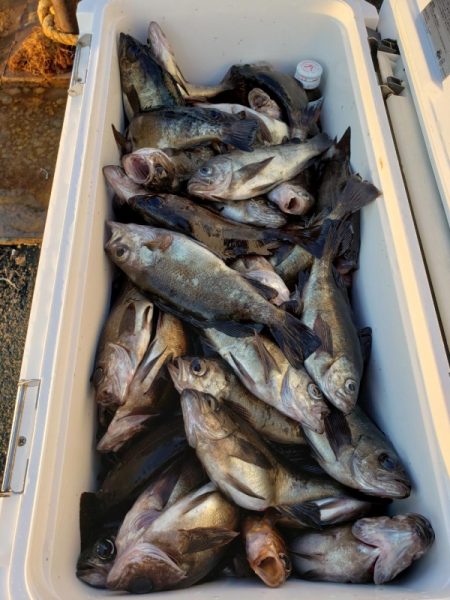 オーフリー 釣果