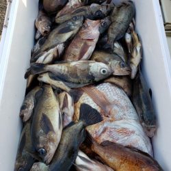 オーフリー 釣果