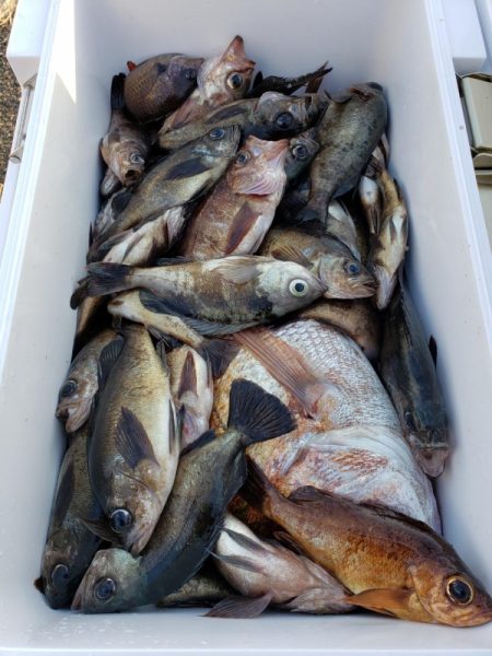 オーフリー 釣果